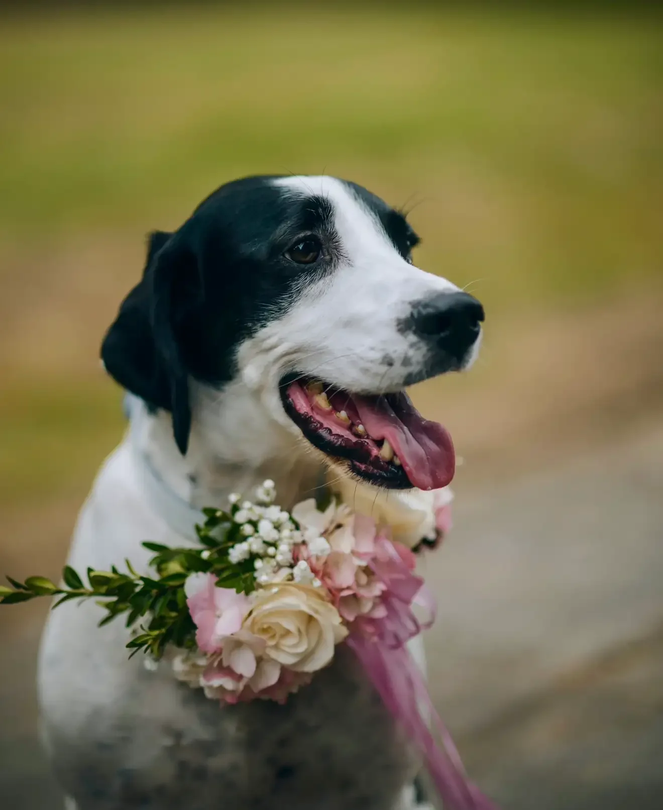 Dogs at Weddings: The Ultimate Yorkshire Guide & Inspiration