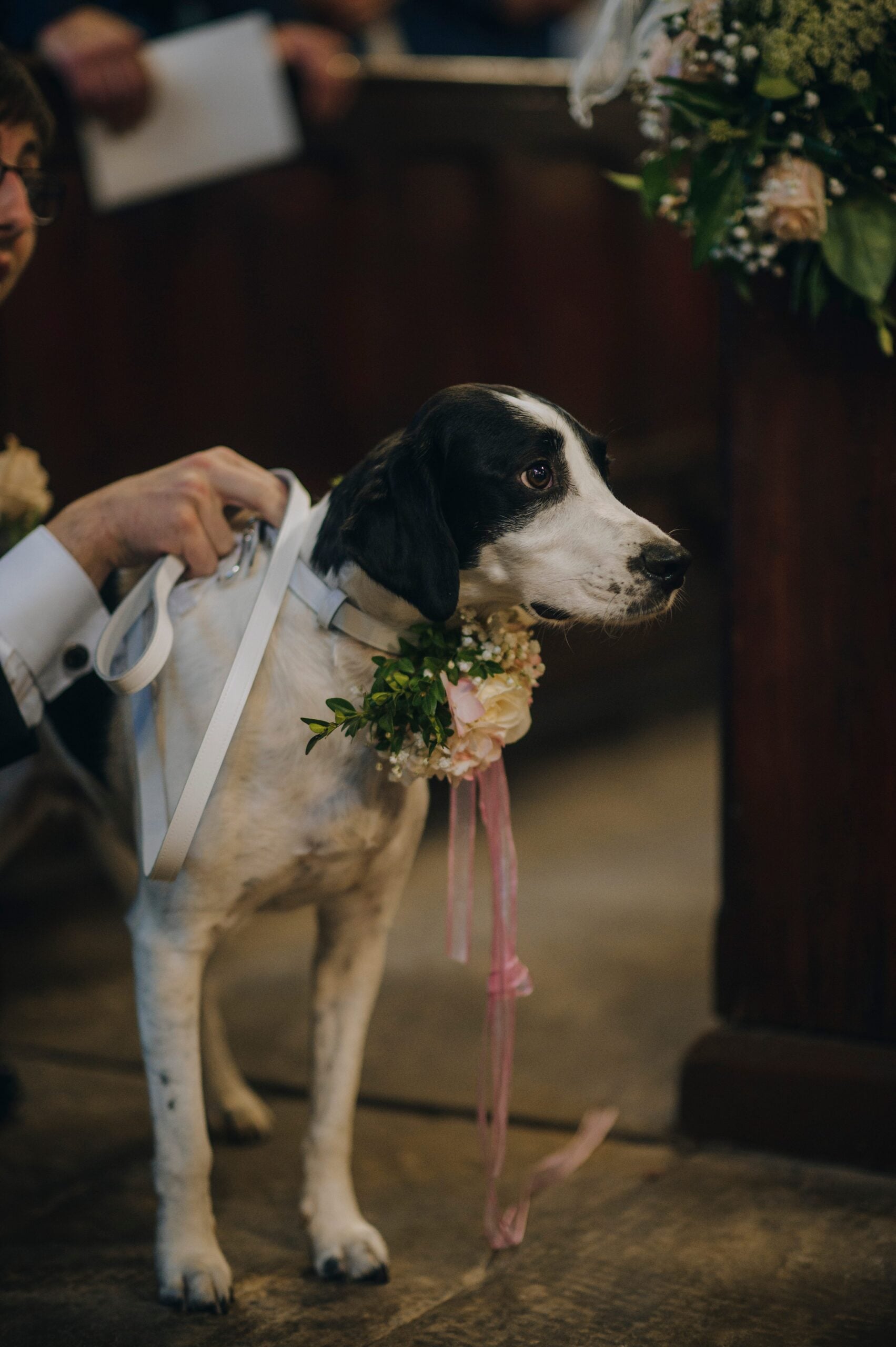 Dog carrying the wedding rings down the aisle at a Yorkshire wedding