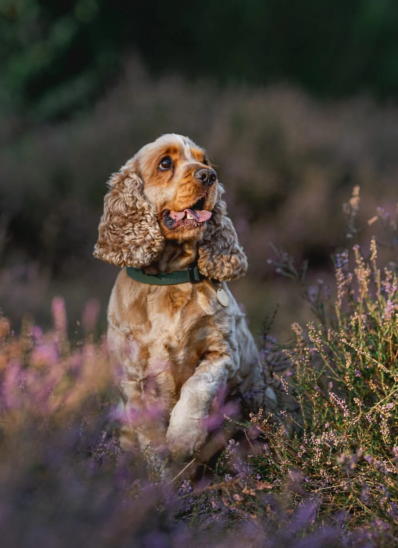 Cocker spaniel dog photographer in yorkshire