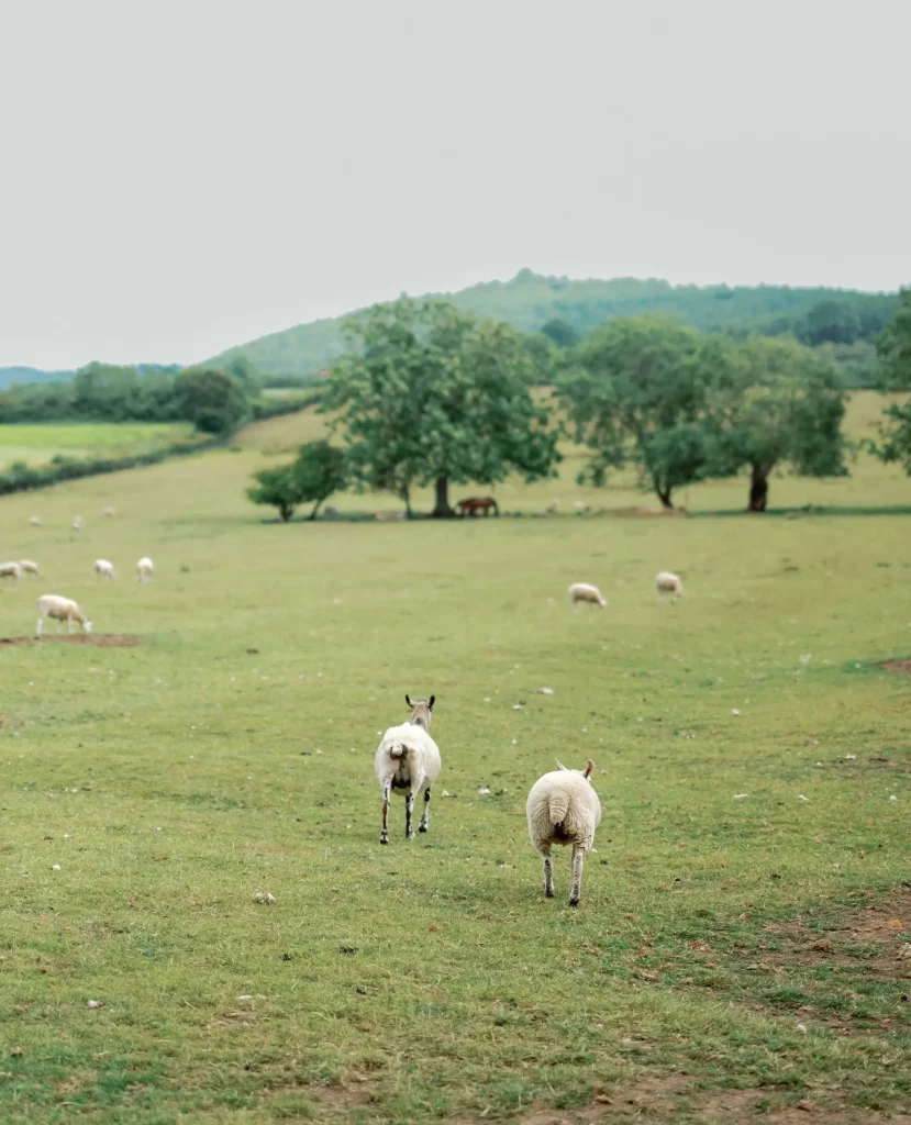 Low Osgoodby Grange Wedding Photographer