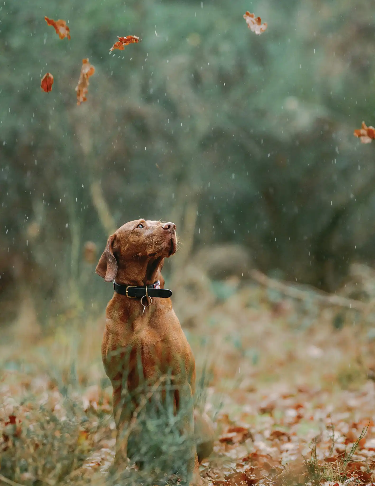 clumber park pet photography hungarian wisla
