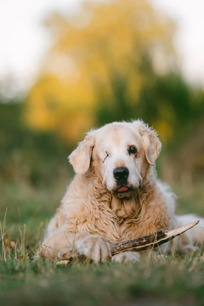 dog photogpraher yorkshire and clumber park