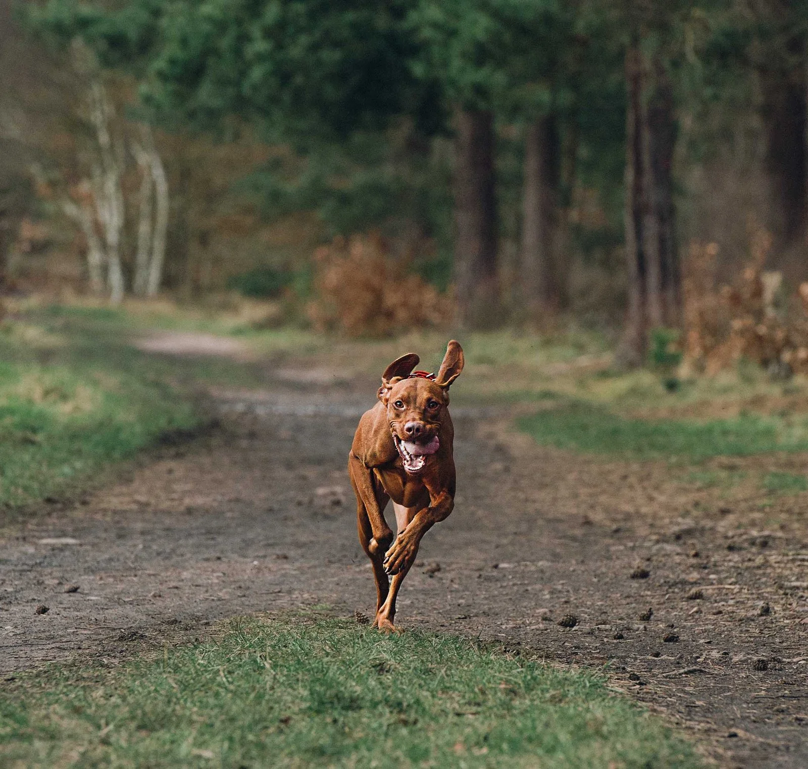 doncaster dog pet portrait photographer yorkshire hungarian wisla
