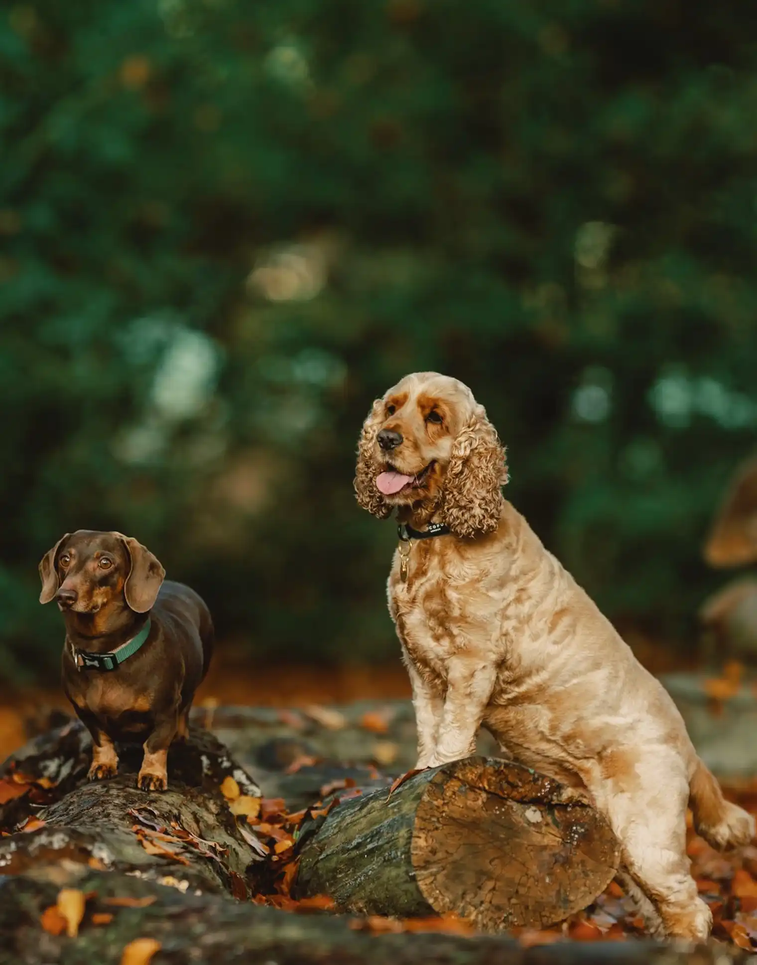 natural dog photographer in yorkhire