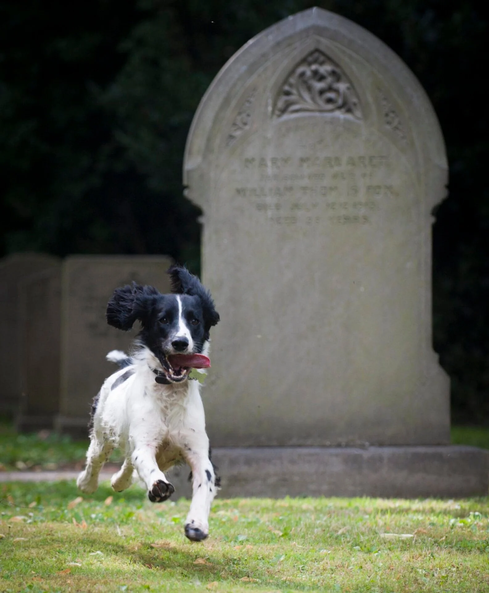 yorkshire dog pets photographer